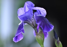 鸢尾花高清图片