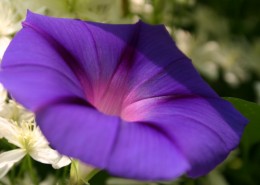 淡雅清新的牵牛花图片