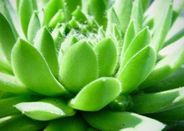 可爱漂亮的多肉植物盆栽图片