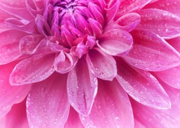 温暖的大丽花图片