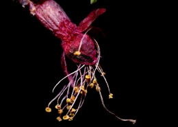 漂亮的鲜花花蕊图片