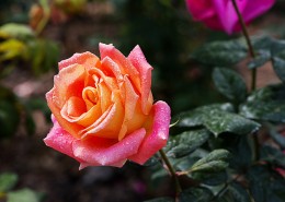 娇艳的玫瑰花图片