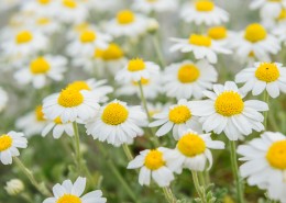 花丛中的花朵野花特写图片
