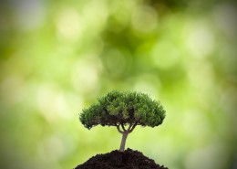 清新绿色植物图片大全
