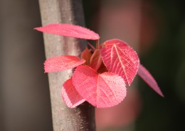 稚嫩的红叶图片