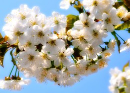 漂亮的白色樱花图片