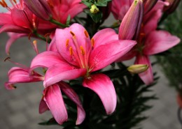 粉色的百合花图片