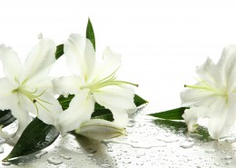 各种各样的百合花图片