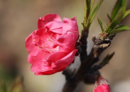 红粉桃花图片大全
