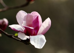 清新淡雅玉兰花图片