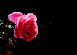 娇艳的粉色月季花图片