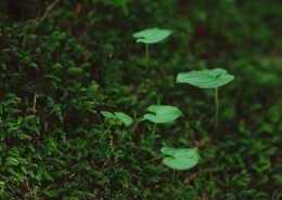 可爱的小苗嫩芽图片