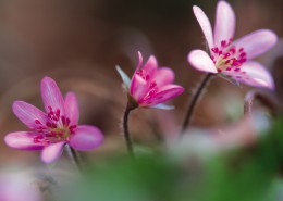 粉嫩粉嫩的野花图片大全