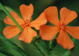 各种各样的野花特写图片大全