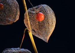 营养丰富的酸浆图片