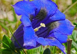 蓝紫色的龙胆花图片大全