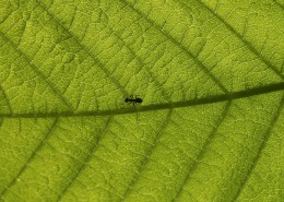 青枝碧叶的叶脉花草图片