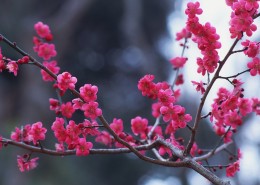 梅花盛开的图片大全