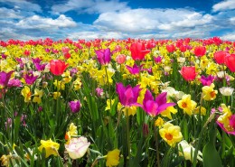 世界花后之郁金香图片大全