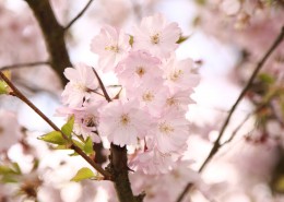 如云似霞的樱花图片