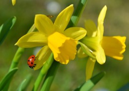 淡雅水仙花图片