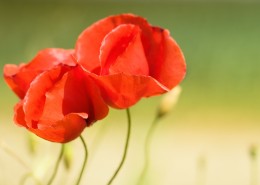 娇艳诱人的罂粟花图片大全