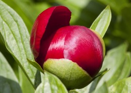 富贵牡丹花图片