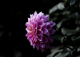 粉色大丽菊图片