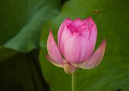 荷花图片大全