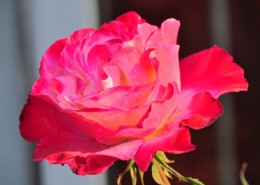 娇艳月季花图片大全