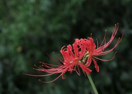 彼岸花图片