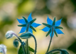 蓝紫色的琉璃苣图片