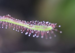 食虫的茅膏菜图片
