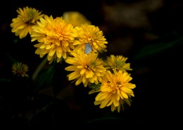 黄色的万寿菊图片