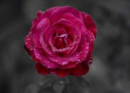 玫瑰花图片大全