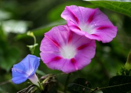 千姿百态的牵牛花图片
