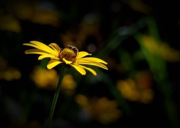 黄菊花图片