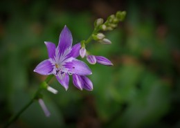 紫玉簪图片大全