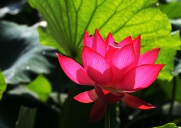 莲花图片大全