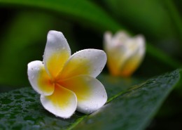 鸡蛋花图片大全