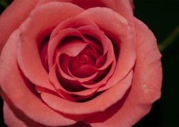 艳丽的玫瑰图片