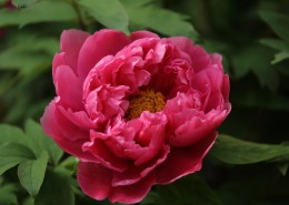 大气华美的牡丹花图片大全