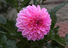 粉色和紫色大丽花图片