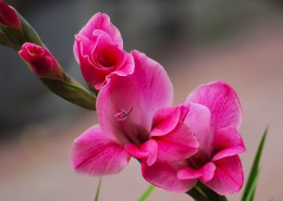 红色唐菖蒲图片大全