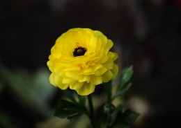 花毛茛图片大全