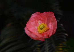 虞美人花图片大全