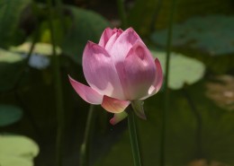 荷花图片大全