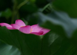 池塘荷花图片