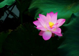 荷花图片大全