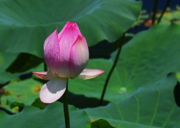 荷花图片大全